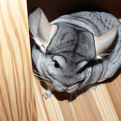 A Beginner’s Guide to Chinchillas: Learn All about This Fascinating Pet
