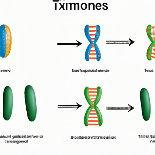 Chromatid: The DNA Structure and its Role in Genetics and Evolution