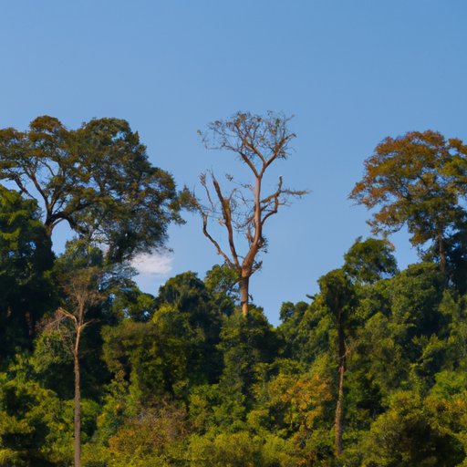 Understanding and Restoring Climax Communities: The Importance of Ecological Resilience