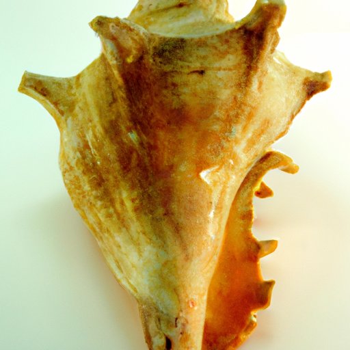 Conch: A Deep Dive into the Iconic Sea Snail, Its Uses, and Sustainability