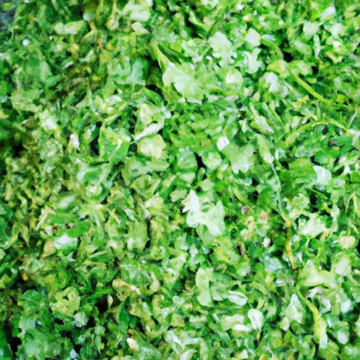 Exploring the Versatility and Benefits of Coriander