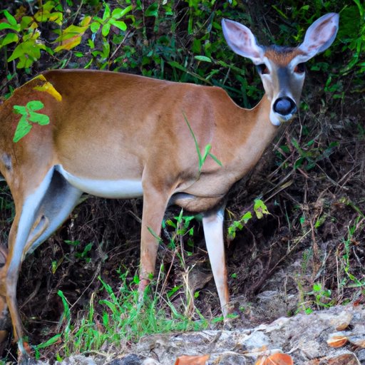 Understanding the Doe: From Definition to Mythology to Human Culture