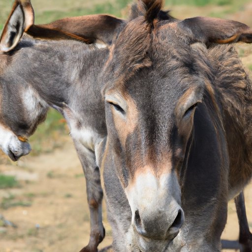 The Essential Guide to Understanding Donkeys: From History to Care Tips
