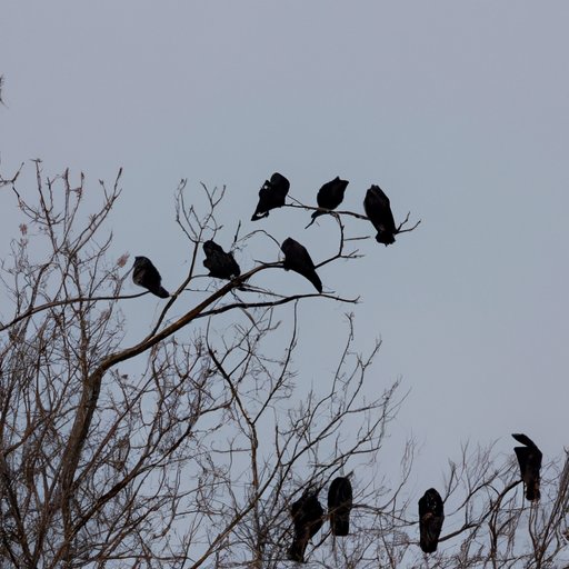 The Mystery of a Flock of Crows – Understanding Crow Group Names