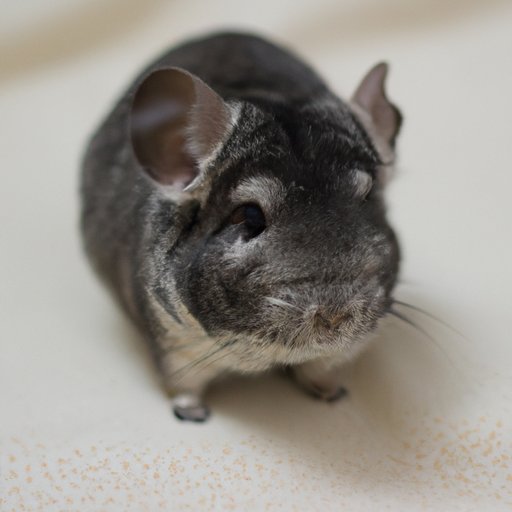 The Furry Kid: Your Guide to Unique and Fun Pet Ownership