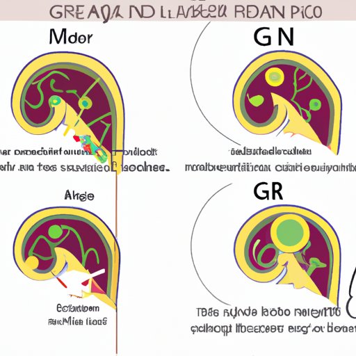 The G Ratio: Understanding the Science behind Measuring Nerve Health