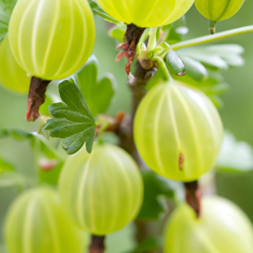 What is a Gooseberry? Exploring the Taste, Health Benefits, and Culinary Uses