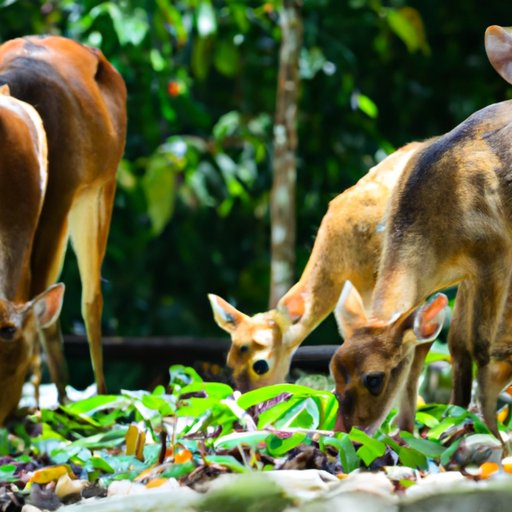 What is a Group of Deer Called? Everything You Need to Know