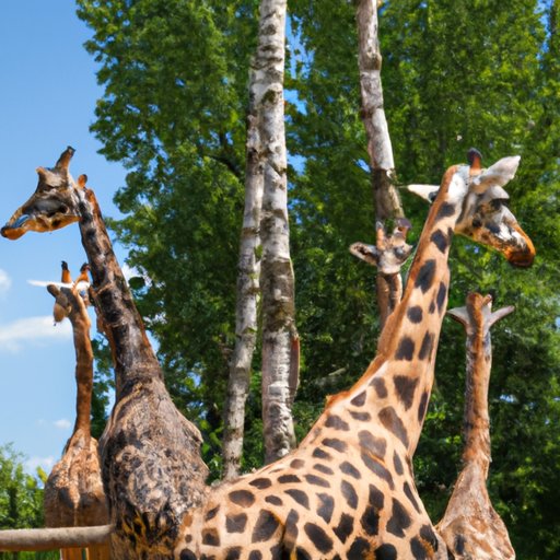 The Ultimate Guide to Giraffe Group Names and Social Habits