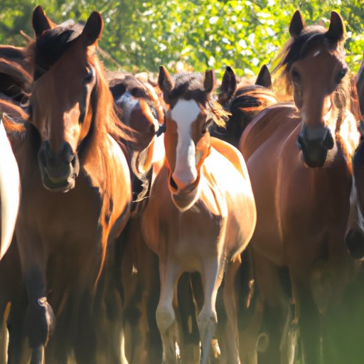 The Fascinating World of Equine Collective Nouns: Everything You Need to Know