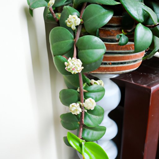 A Beginner’s Guide to Understanding Hoyas: Exploring the History, Care, and Diversity of These Beloved Houseplants