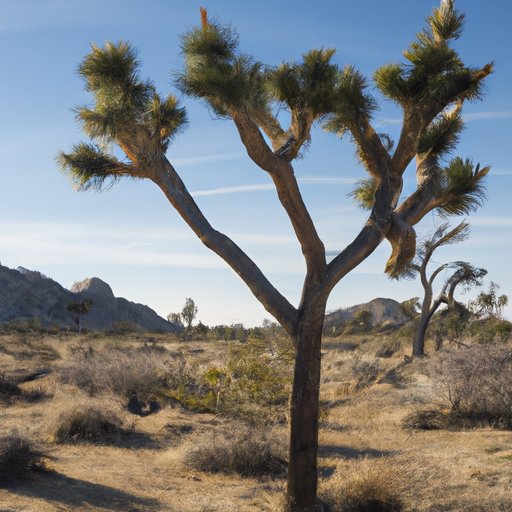 The Iconic Joshua Tree: A Guide to Its Physical Characteristics, Cultural Significance, and Importance in the Ecosystem