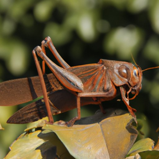The Fascinating World of Locusts: Exploring Their Biology, History, and Cultural Significance