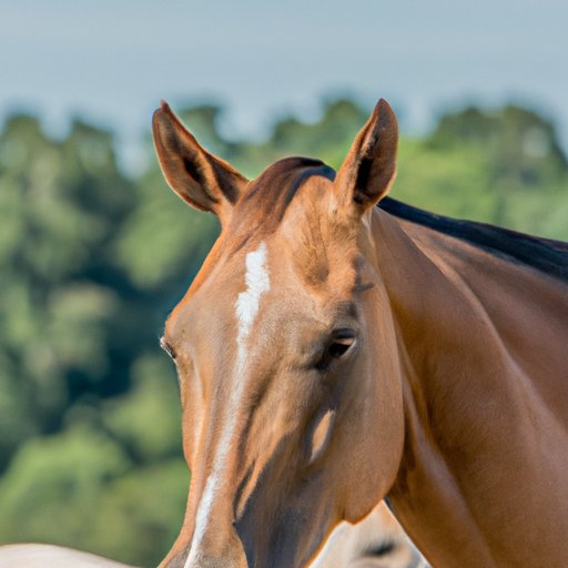 Exploring the Extraordinary World of Mares: Everything You Need to Know