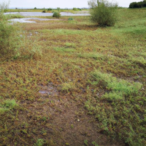 A Comprehensive Guide to Marshes: Understanding These Vital Ecosystems