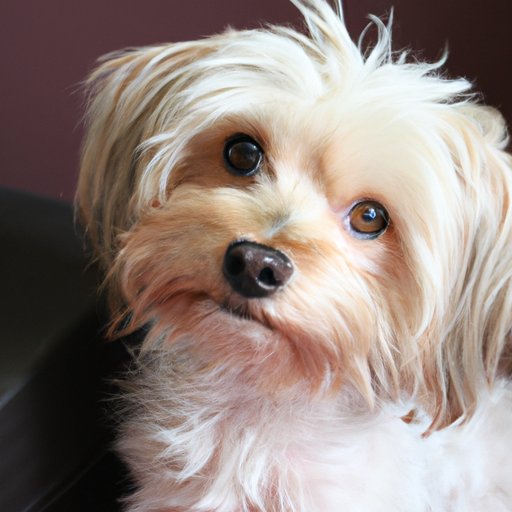Morkie: All You Need to Know About the Yorkie Maltese Mix
