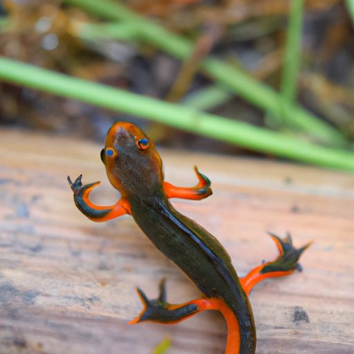 Exploring the World of Newts: Characteristics, Behavior, and Symbolism