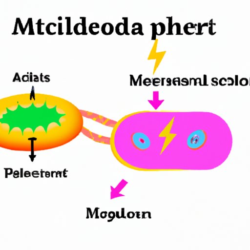 The Powerhouse of a Cell: Unpacking the Secrets of the Mighty Mitochondria