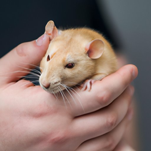The Ultimate Guide to Identifying, Preventing, and Controlling Rodents
