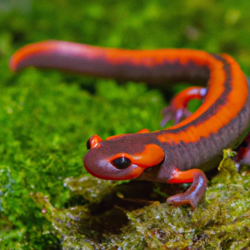 All You Need to Know About Salamanders: From Their Evolutionary History to Their Importance to Ecosystems