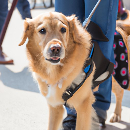 The Ultimate Guide to Understanding Service Dogs: From Companions to Lifesavers