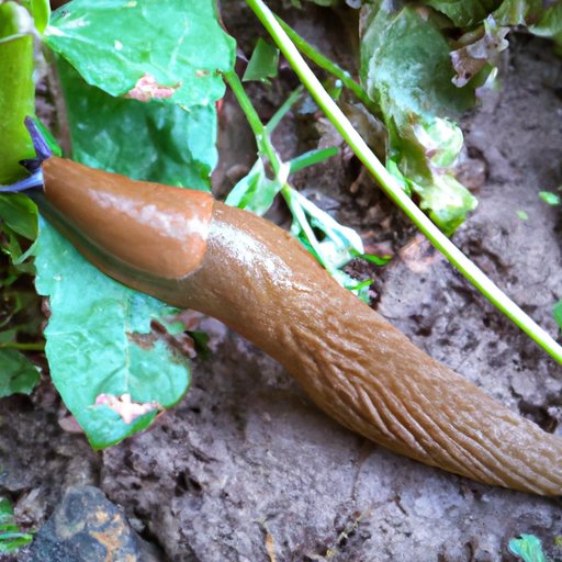 Understanding Slugs: Their Role in Ecosystems and Gardens