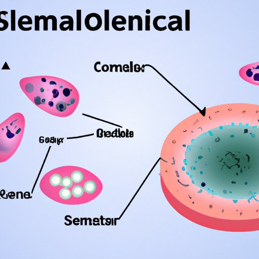 A Beginner’s Guide to Understanding Somatic Cells: Exploring Their Role in the Human Body