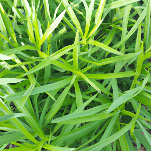 Tarragon: Discovering Its Versatility and Benefits in Cooking and Gardening