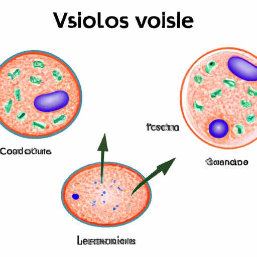 A Beginner’s Guide to Understanding Vesicles: Their Structure, Function, and Importance in Biological Processes