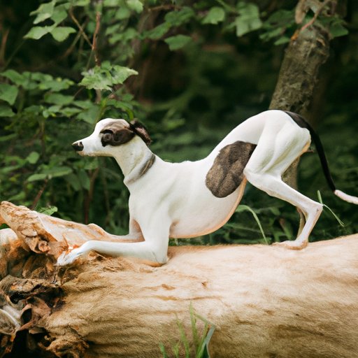 Discovering the Whippet: A Guide to this Loyal and Athletic Breed