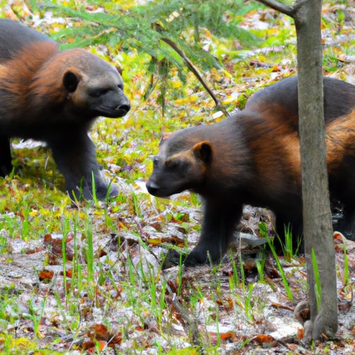 The Ultimate Guide to Understanding Wolverines: Facts, Habitats and Behaviors