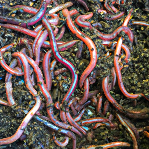 What is a Worm: A Comprehensive Guide to Understanding Worms