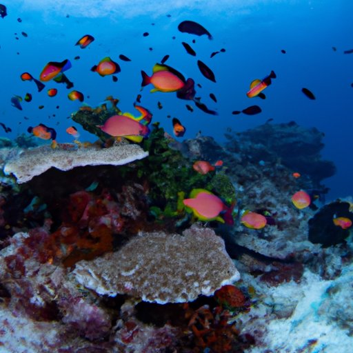 Exploring the Enigmatic Atolls of the World: Formation, Significance, and Survival