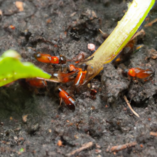 Everything You Need to Know about Earwigs: Identification, Behavior, and Control