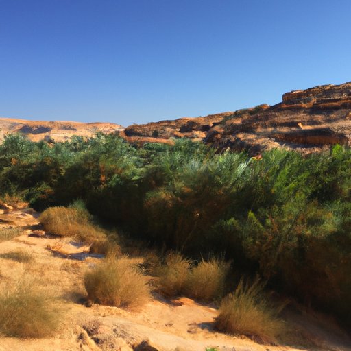 The Wonder of Oases: Exploring These Life-Sustaining Sanctuaries in the Desert