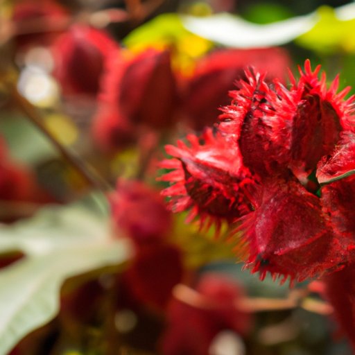 Exploring Annatto: History, Benefits, and Risks
