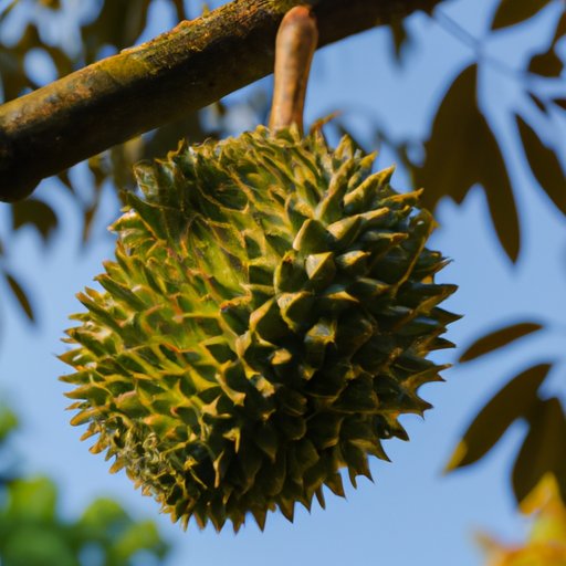Durian: Unraveling the Mystery Behind the Polarizing Southeast Asian Fruit