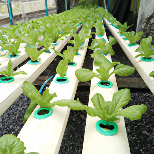 The Beginner’s Guide to Hydroponics: Revolutionizing Agriculture for a Sustainable Future
