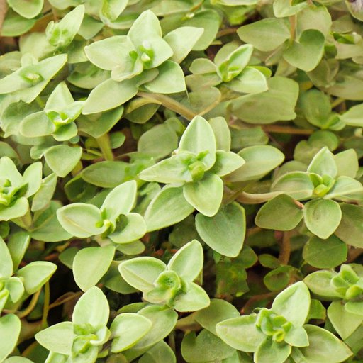 Comprehensive Guide to Marjoram: History, Health Benefits, Cooking Tips, and Growing