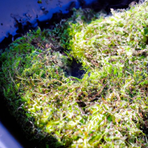 The Wonders of Moss: Understanding, Using, and Appreciating a Humble Plant
