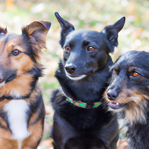 What is My Dog’s Breed? A Guide to Identification, DNA Testing, and More