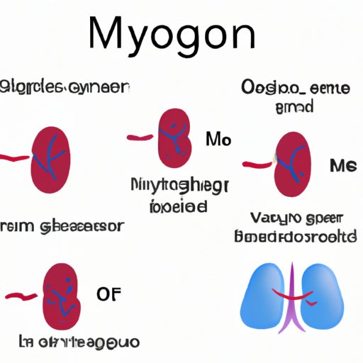 Myoglobin: Function and Importance in Oxygen Transport and Utilization
