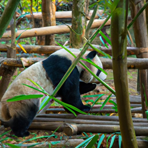 An Ultimate Guide to Pandas: Understanding Their Ecology, Biology and Pop Culture Significance