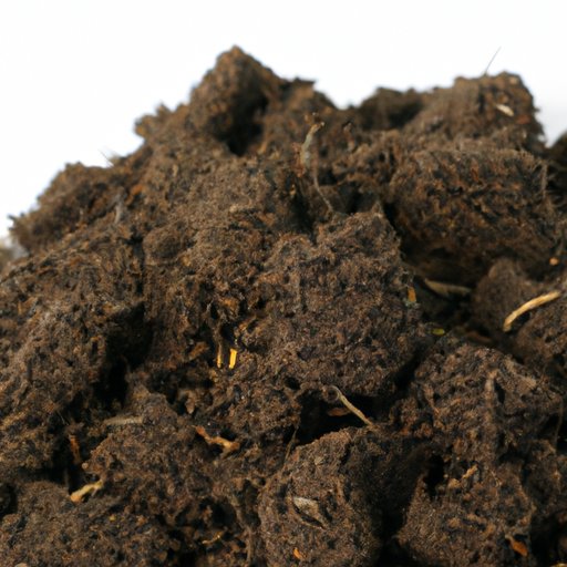 Everything You Need to Know About Peat Moss: A Comprehensive Guide
