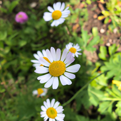 What is Peggy Short For? Exploring the Mysterious Origins of This Quirky Name