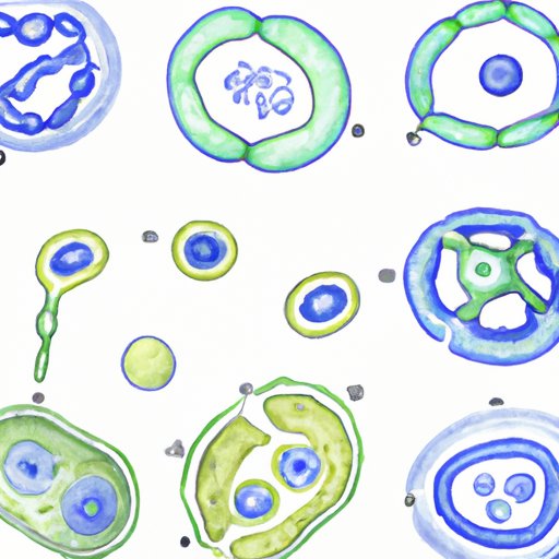 Prophase: The First Stage of Mitosis Explained