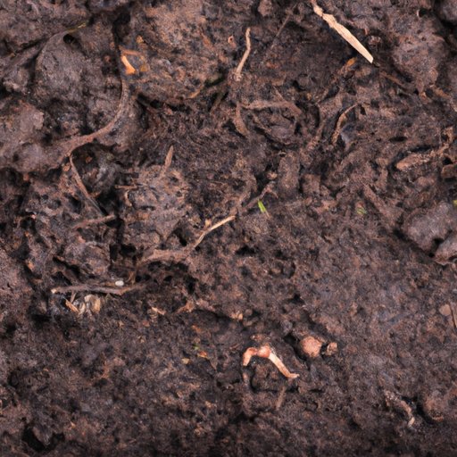 What is Soil Made of? Understanding the Composition of Our Earth’s Crust