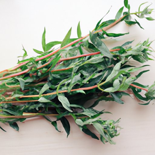 The Wonders of Tarragon: A Complete Guide for Food Enthusiasts