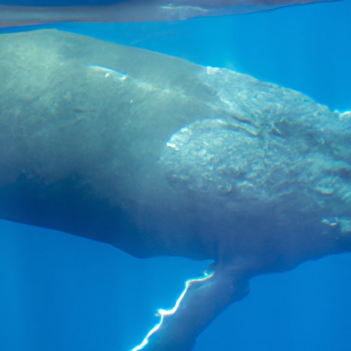 The Blue Whale: Everything You Need to Know About the World’s Largest Mammal