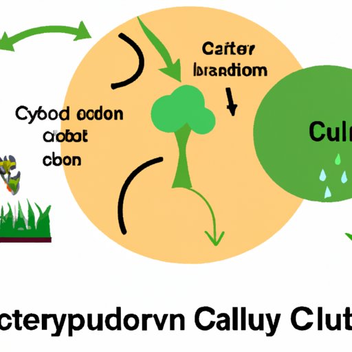 The Calvin Cycle: Understanding the Process Behind Photosynthesis